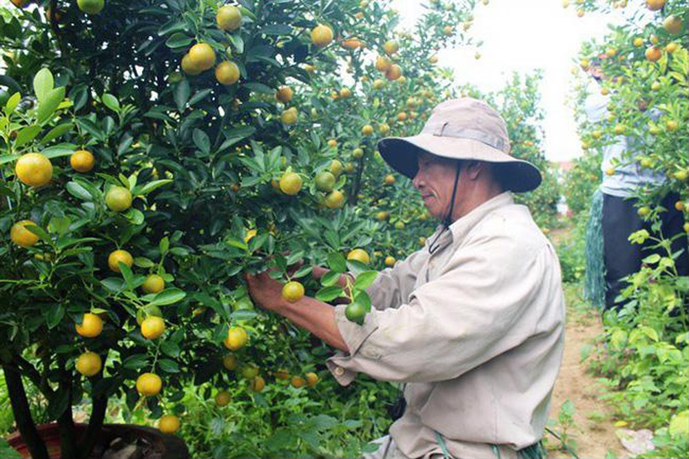 Bật mí cách chăm sóc cây quất sau Tết đơn giản tại nhà