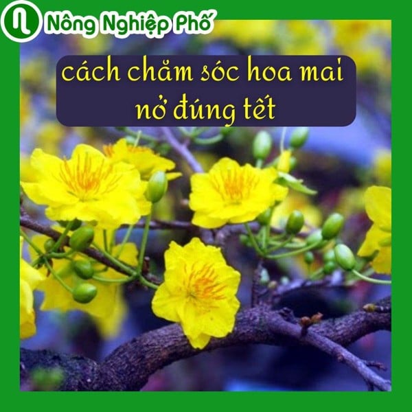 Cách chăm sóc hoa mai nở đúng tết | Nông Nghiệp Phố