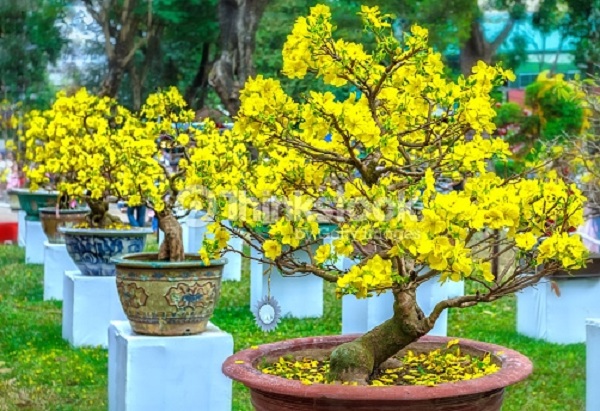 Cách chăm sóc mai vàng ra hoa đúng Tết không thể bỏ qua