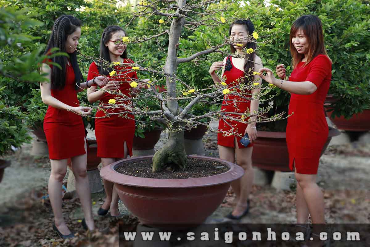 Cach Chon Mai Tet Hop Phong Thuy