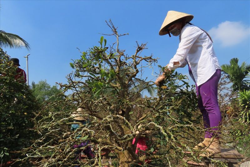 Tuốt lá đúng thời điểm