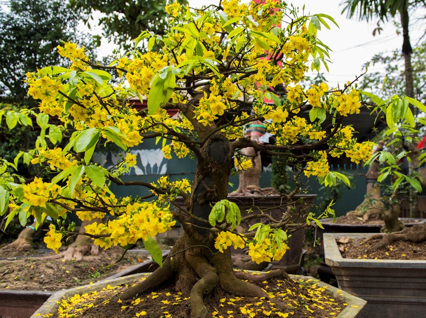 Gốc mai to, chắc khỏe