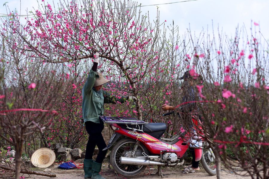 Lựa chọn những cành đào tán tròn, nhiều nụ.