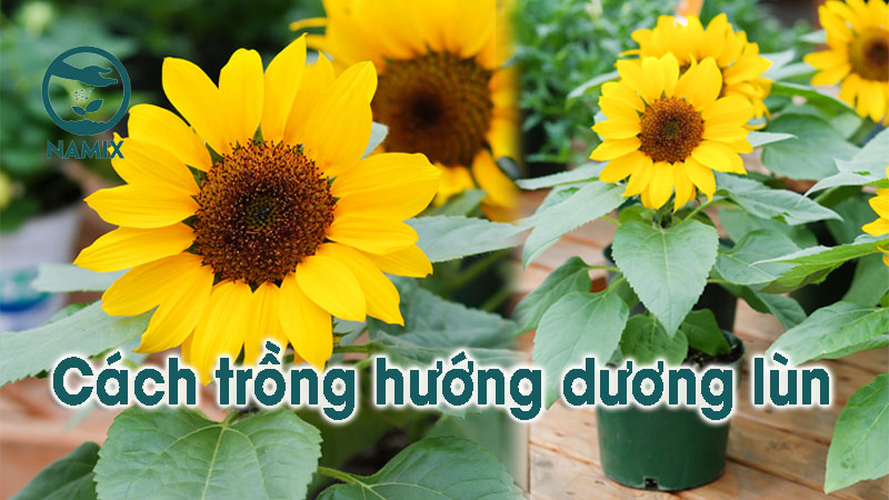 Cách trồng hướng dương lùn kịp tết