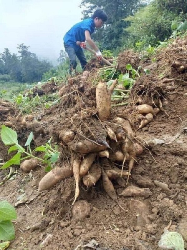 Chăm sóc sâm đất khá đơn giản, không cần tốn nhiều công sức và thời gian