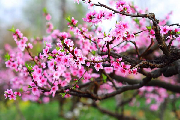 Văn khấn Tất niên, Bài cúng tất niên, Cúng tất niên, mâm cúng tất niên, lễ cúng tất niên, lễ tất niên, mâm cúng tất niên, bài cúng tất niên 2021, mâm cỗ cúng tất niên