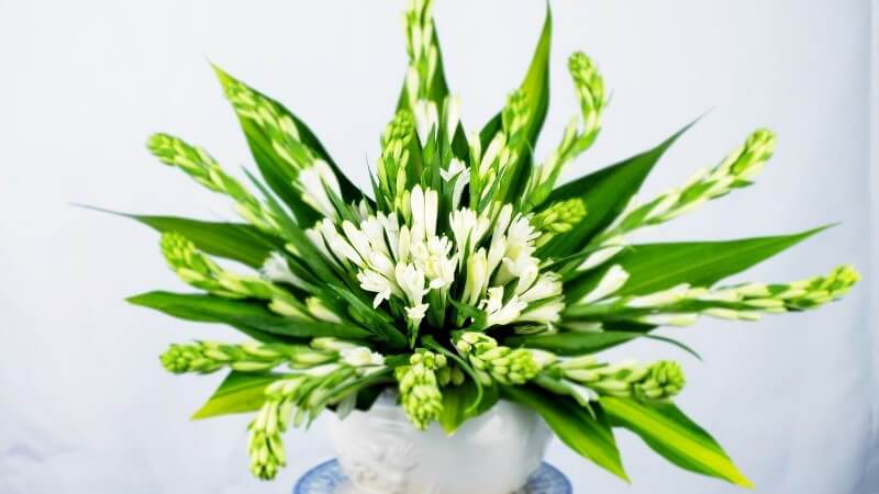 Hoa huệ trắng mang nét đẹp trang nghiêm được dâng lên bàn thờ tổ tiên trong ngày Tết
