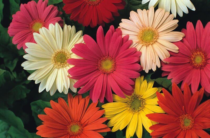 Kết hợp nhiều màu sắc hoa đồng tiền để có được một lẵng hoa để bàn ngày Tết đẹp mắt