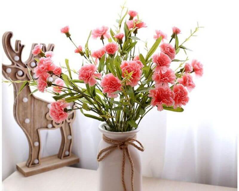 Hoa cẩm chướng nhiều màu sắc được nhiều người ưa chuộng