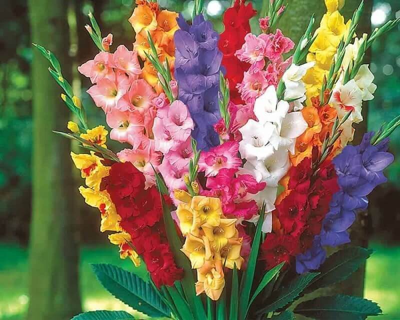 Hoa lay ơn là loại hoa thường được trưng trên bàn thờ ngày Tết