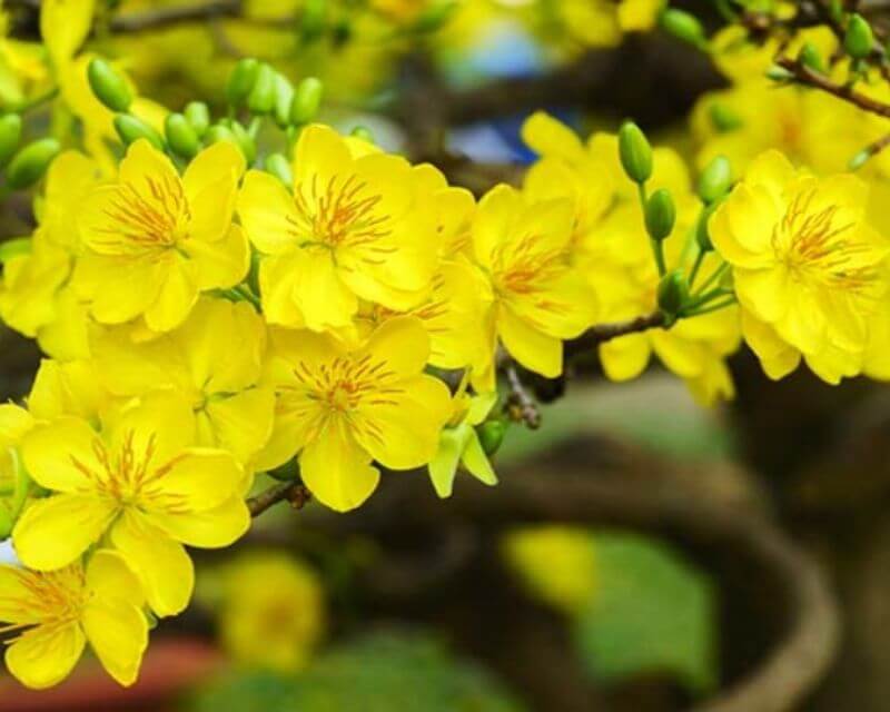 Hoa mai là loài hoa Tết quốc dân ở TP. HCM