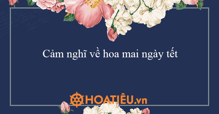 Cảm nghĩ về hoa mai ngày Tết - Cảm nghĩ của em về hoa mai - HoaTieu.vn