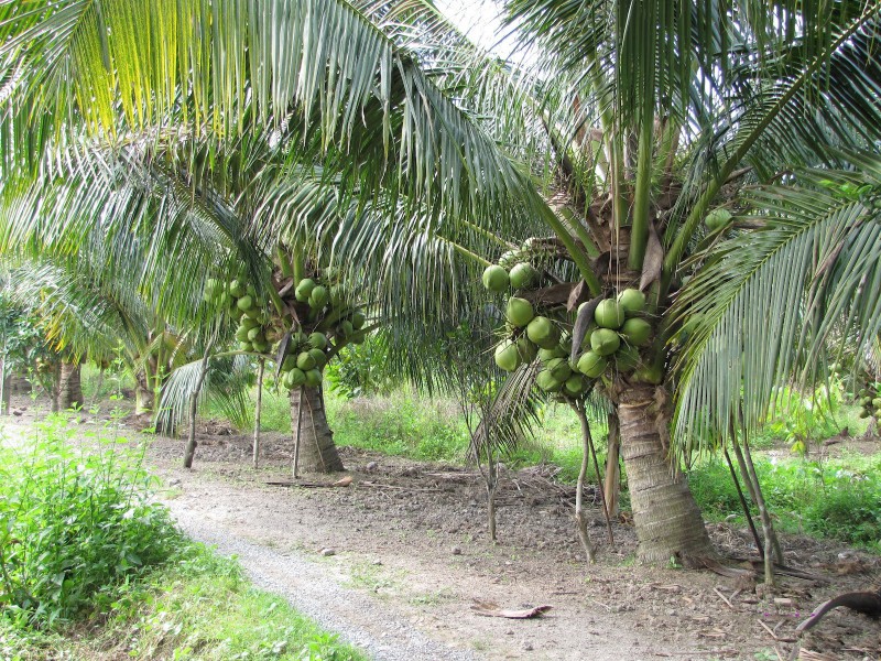 Câu đố về cây dừa