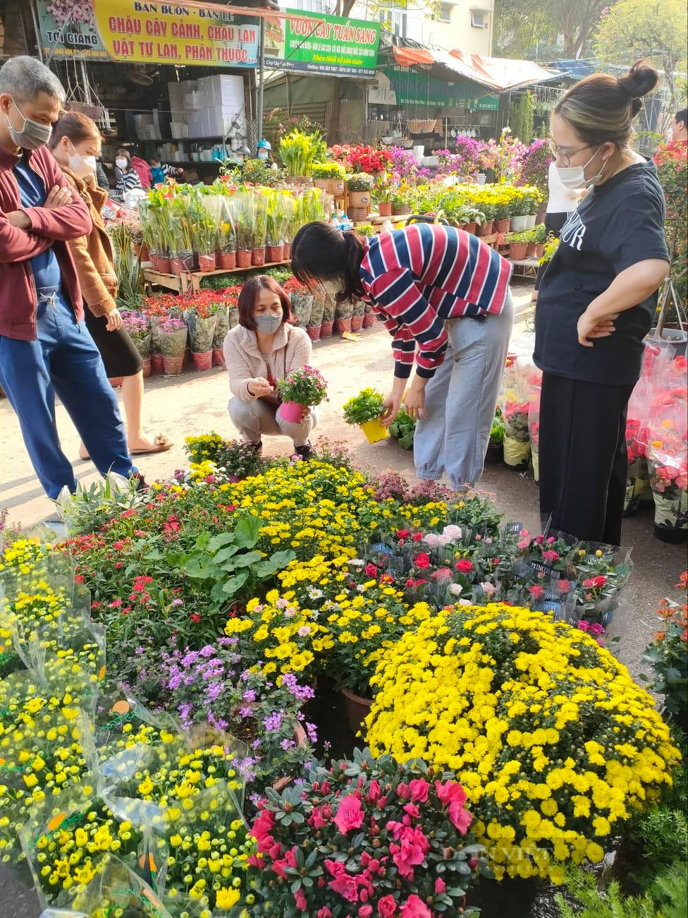 Chủ cửa hàng hoa cây cảnh tiết lộ 3 loại hoa cúc &quot;ngon- bổ- rẻ&quot; được mua nhiều nhất dịp Tết Nguyên đán 2022 - Ảnh 10.