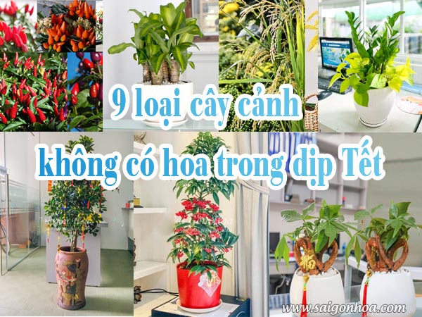 9 loại cây cảnh không có hoa trong dịp Tết • Sài Gòn Hoa 2023