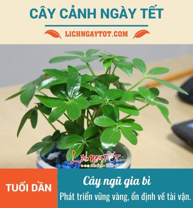 Cay canh ngay tet cho nguoi tuoi Dan