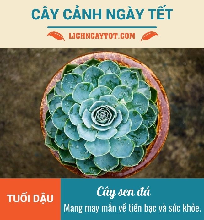 Cay canh ngay Tet cho tuoi Dau