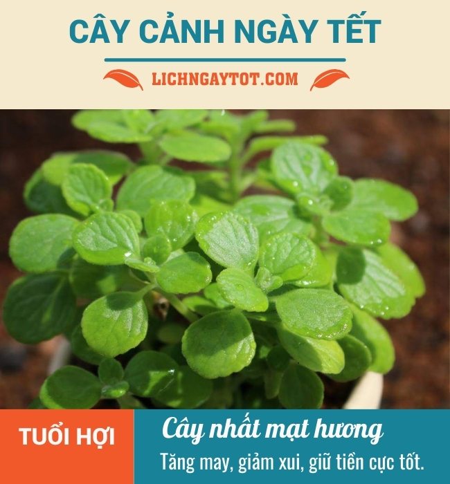 Cay canh ngay Tet cho tuoi Hoi