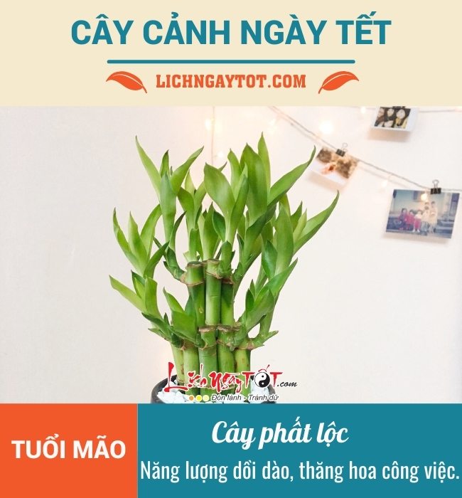 Cay canh ngay Tet cho tuoi Mao