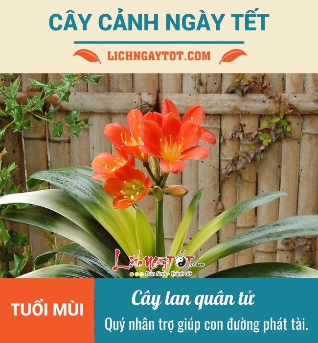 Cay canh ngay Tet cho tuoi Mui