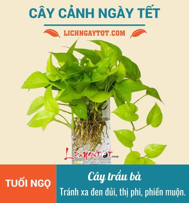 Cay canh ngay Tet cho tuoi Ngo