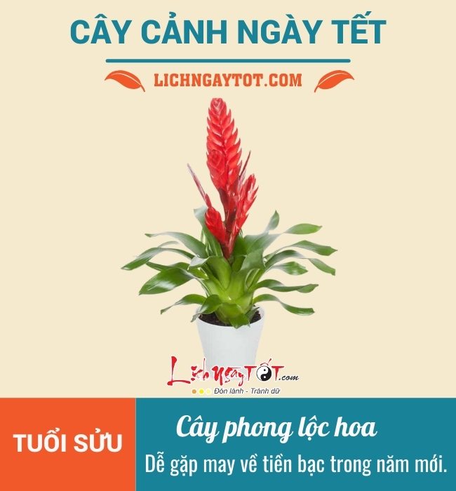 Cay canh ngay Tet cho tuoi Suu