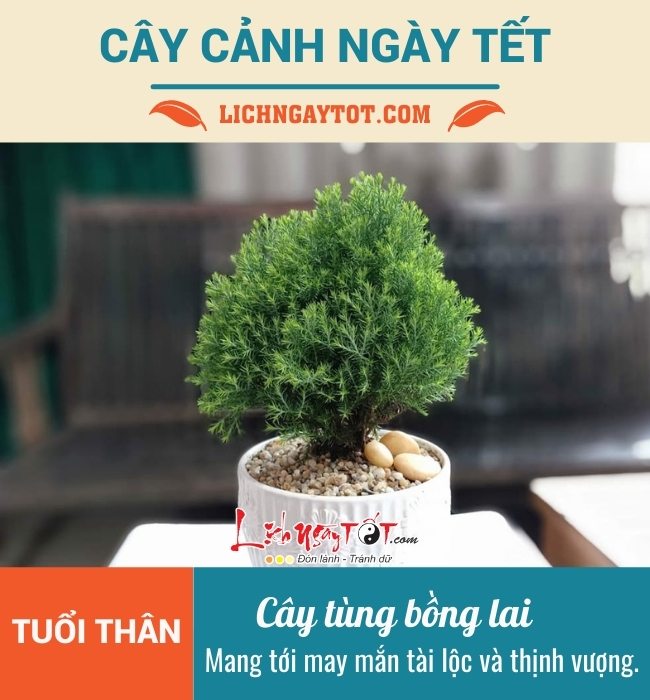 Cay canh ngay Tet cho tuoi Than