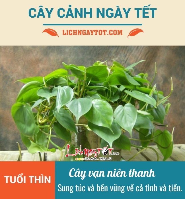 Cay canh ngay Tet cho tuoi Thin