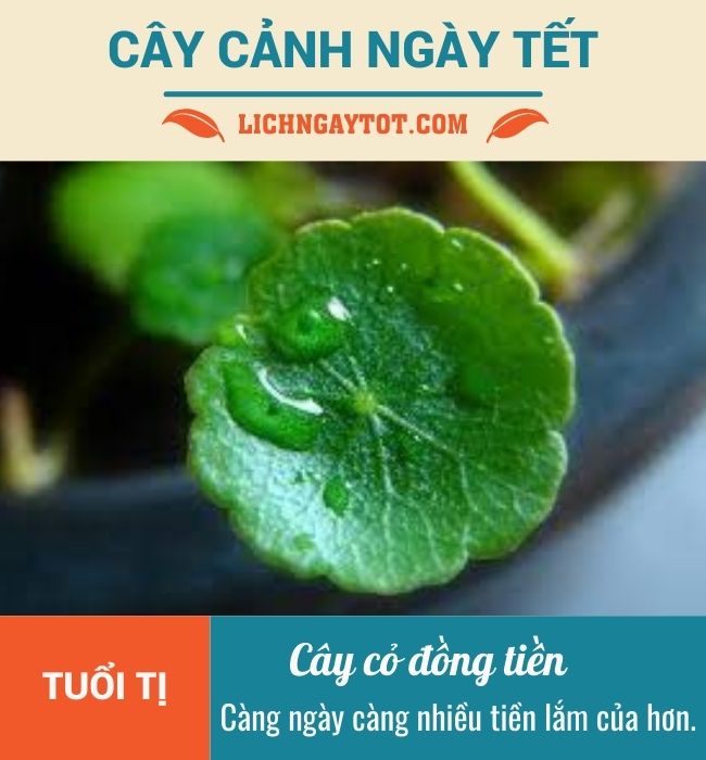 Cay canh ngay Tet cho tuoi Ti