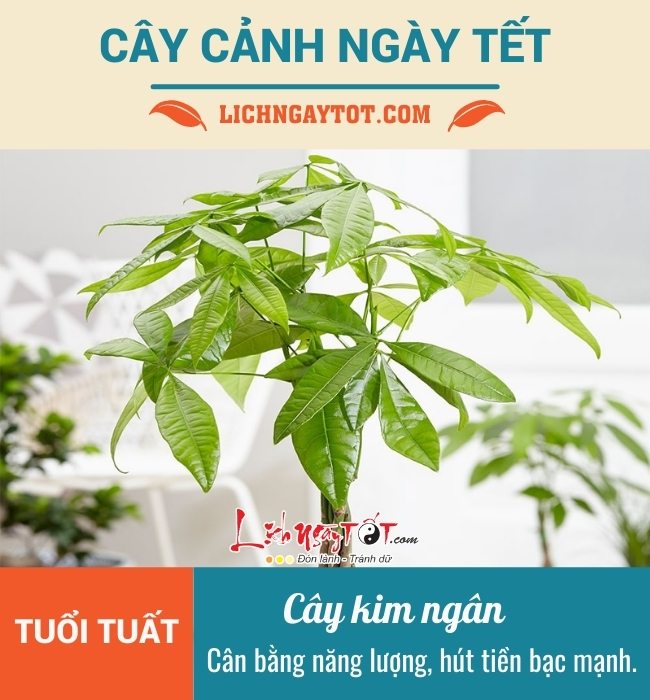 Cay canh ngay Tet cho tuoi Tuat