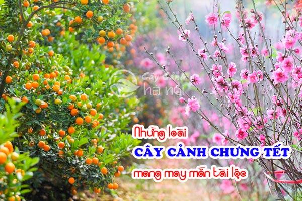 Những loài cây hoa cảnh chưng ngày tết mang may mắn tài lộc