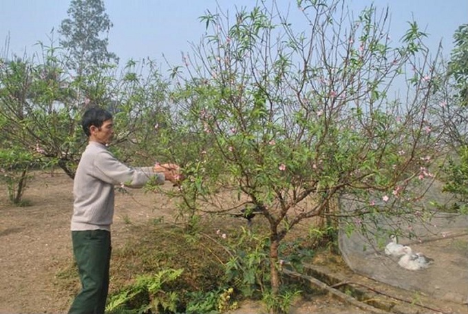 cay-hoa-dao-ngay-tet-4