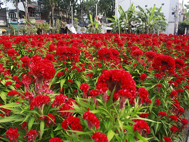 Top 8 Loại Hoa Tết Màu đỏ được ưa Chuộng Năm 2023