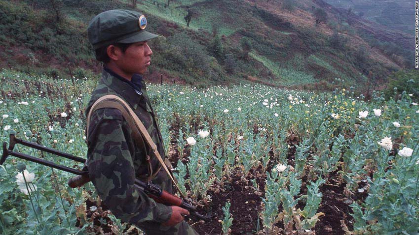 cây cần sa ở tam giác vàng