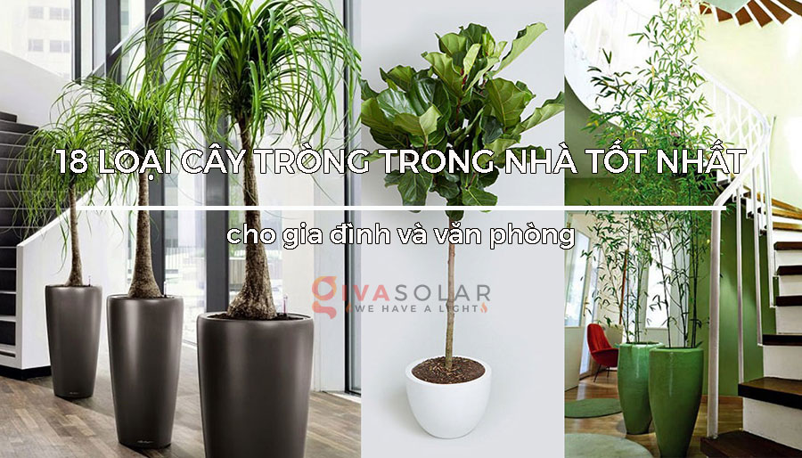 18 loại cây trồng trong nhà tốt nhất cho gia đình và văn phòng