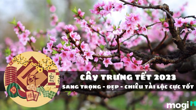 TOP 15 Loại Cây Trưng Tết 2023 Sang Trọng Thu Hút Tài Lộc Cực Tốt Cho Gia Chủ