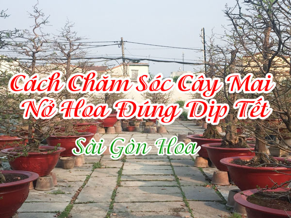 Cách chăm sóc cây mai vàng nở đúng dịp Tết • Sài Gòn Hoa 2023