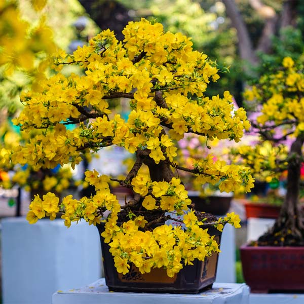 Chậu Cây Mai Bonsai Đẹp Cho Ngày Tết