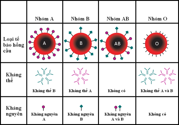 Phát hiện mới: Người nhóm máu O có sức đề kháng tốt hơn với virus corona - Ảnh 2.