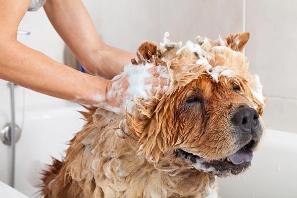 Chó bị ghẻ bạn nên tắm bằng sữa tắm trị ghẻ chuyên dụng hoặc là cây xà cừ, lá đào