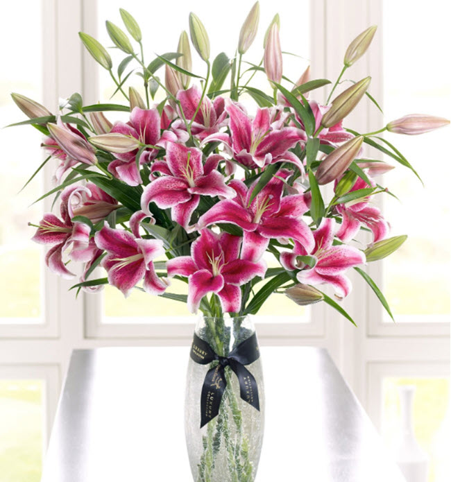 Lily - loài hoa cao quý và sang trọng