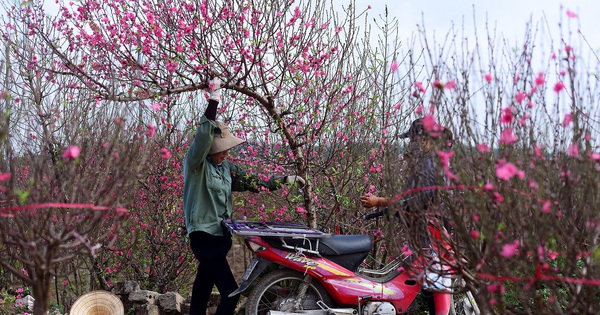 Chăm sóc hoa đào nở đúng Tết, lâu rụng cánh