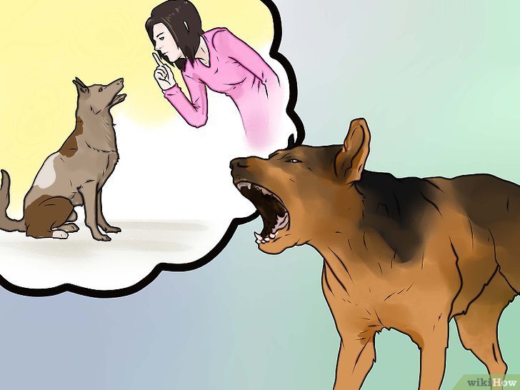 Chó Không Sủa Người Lạ Phải Huấn Luyện Lại Như Thế Nào