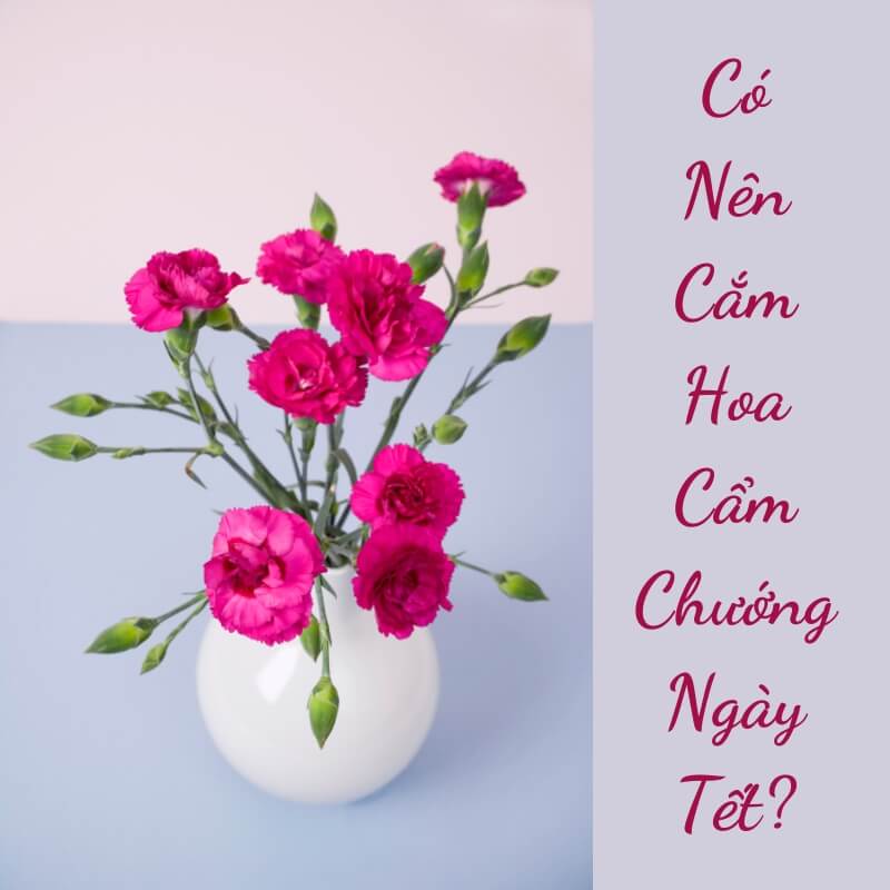 Hoa cẩm chướng được dùng để trang trí ngày Tết vì vẻ đẹp mềm mại và tinh tế