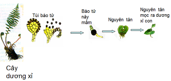 cơ quan sinh sản của cây thông là gì và so sánh giữa cây dương xỉ và cây thông