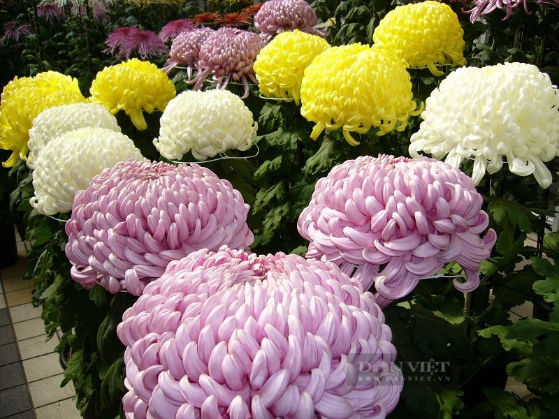 Chủ cửa hàng hoa cây cảnh tiết lộ 3 loại hoa cúc &quot;ngon- bổ- rẻ&quot; được mua nhiều nhất dịp Tết Nguyên đán 2022 - Ảnh 8.