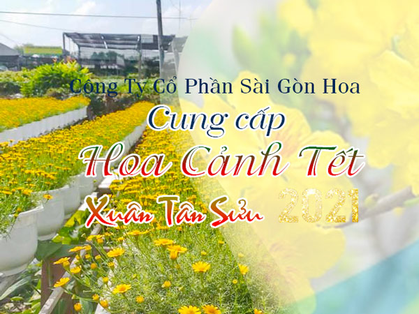 Mách bạn địa chỉ cung cấp hoa cảnh Tết 2021 • Sài Gòn Hoa 2023