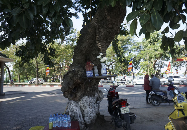 cung than tren than cay co thu o ha noi