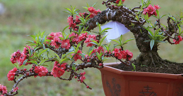 Năm nào cũng mua đào chơi Tết nhưng hẳn bạn chưa biết có đến 4 loại đào để lựa chọn - Ảnh 3.