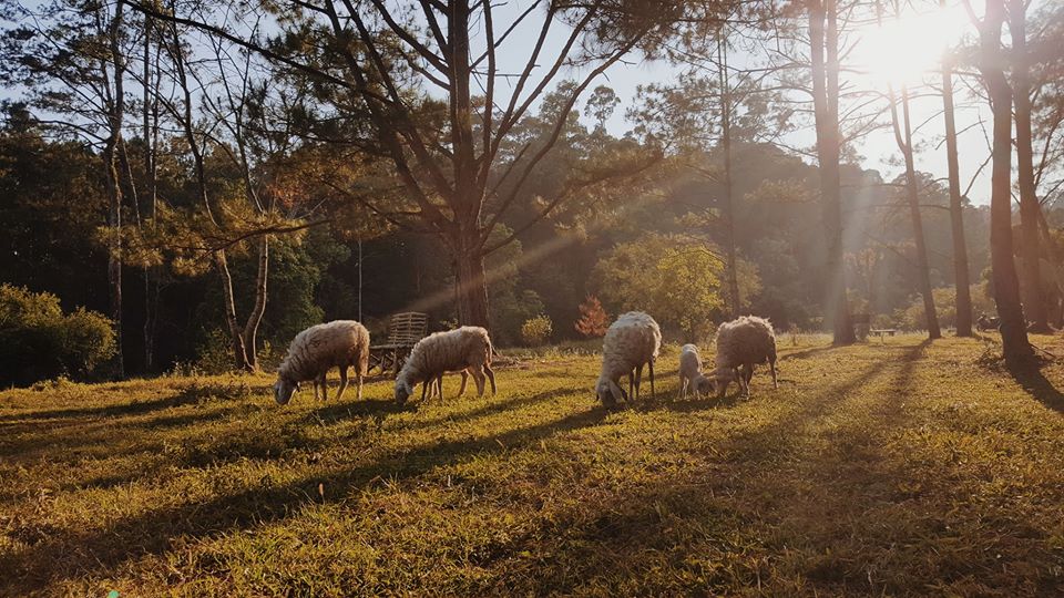 da-lat-secret-garden-sg-newland-da-lat-5